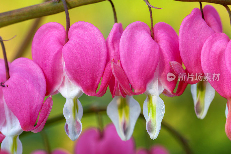 流血的心脏特写(Lamprocapnos spectabilis)